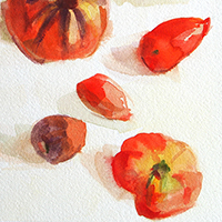 Heirloom tomato sketches by artist Beverly Brown