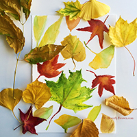 Watercolor Sketches of Autumn Leaves